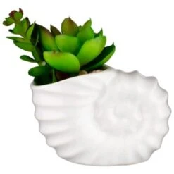 B&M Scandi Shore Small Shell Succulent 17 B&M Scandi Shore Small Shell Succulent -Home Furnishing Specialty Store 380110 small shell succulent
