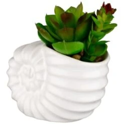 B&M Scandi Shore Small Shell Succulent 14 B&M Scandi Shore Small Shell Succulent -Home Furnishing Specialty Store 380110 small shell succulent 3