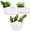 B&M Scandi Shore Small Shell Succulent -Home Furnishing Specialty Store 380110 small shell succulent group