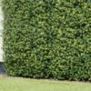 Bloom Buxus Artificial Hedge Screening 4pk -Home Furnishing Specialty Store 381711 artificial buxus hedge screening 1mx1m 2