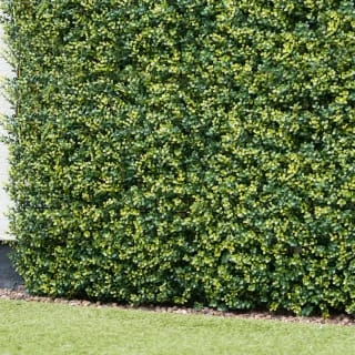 Bloom Buxus Artificial Hedge Screening 4pk 3 Bloom Buxus Artificial Hedge Screening 4pk